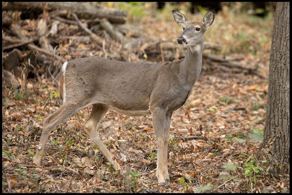 I White-tailed deer doe stands listening and watching in the woods, Fontenelle Forest, Nebraska. Bible verse of the day wonders of God, Job 37:14-15a
