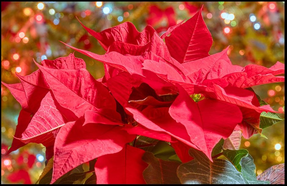 The colors of Christmas, red and green poinsettia and Christmas tree with Christmas lights. Bible verse of the day I Peter 1:18–19