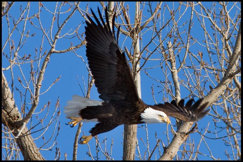 Bald eagle takes off in flight, Loess Bluffs Wildlife Refuge, Missouri wildlife photo and Bible verse Isaiah 40:31 Rise up on wings