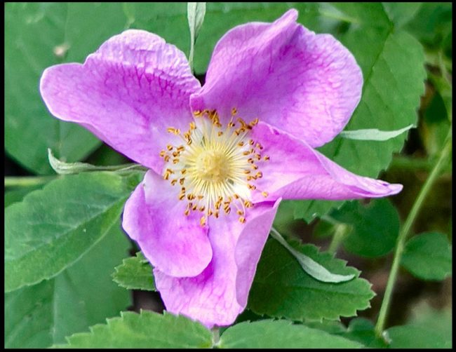 A purple wild rose in the boundary waters of northern Minnesota for a Bible verse of the day Ecclesiastes 8:15