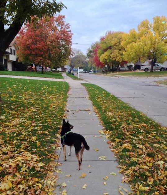 Our dog Montana looking off into the distance down a sidewalk in the fall.