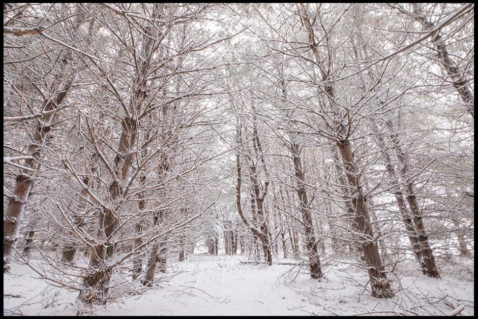 Tall covered, straight, leafless trees covered in snow, with a straight pathway through them. Bible verse of the day and Psalm 32, you are my hiding place.