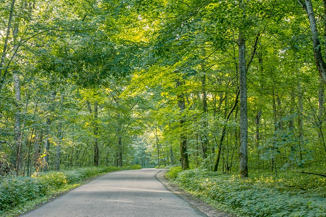 A road through through thick green trees in summer. The road is going towards the sun to illustrate. “How do I see God in a photograph?”