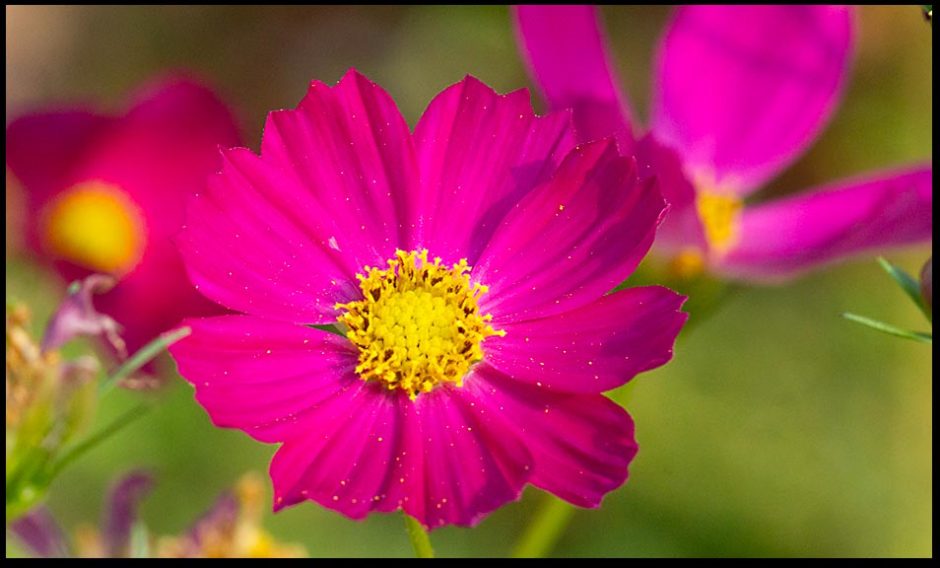 A purple cosmos flower and reflecting on Jesus and His Death and Resurrection. Bible verse of the day and photograph for Matthew 16