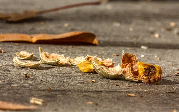 Broken acorn shell fragments lying on a deck. The acorn was eaten by a squirrel answering the question, "Does God provide?"
