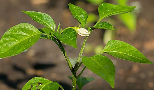 A pepper blossom on a young pepper plant.