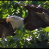 Bald eagle flex it's wings in a tree, eastern, Nebraska and Deuteronomy 32:11-12. "Like an eagle stirs Bible verse