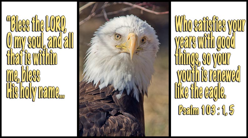 renewed-like-the-eagle-the-visual-bible-verse-of-the-day