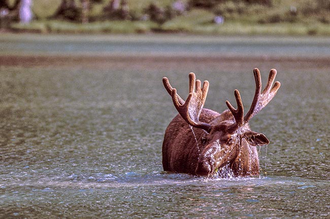 A bull moose picks it's head out of the water in Bullhead Lake in Glacier National Park romanced me by nature