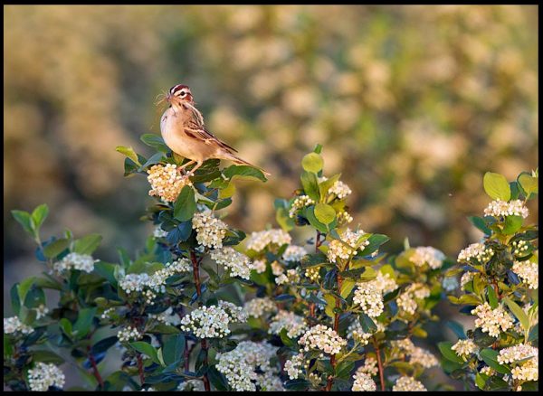 Lark sparrow with nesting material on a blossoming aronia berry, Washington County, Nebraska and Psalm 84:3 Bible verse about God's presence