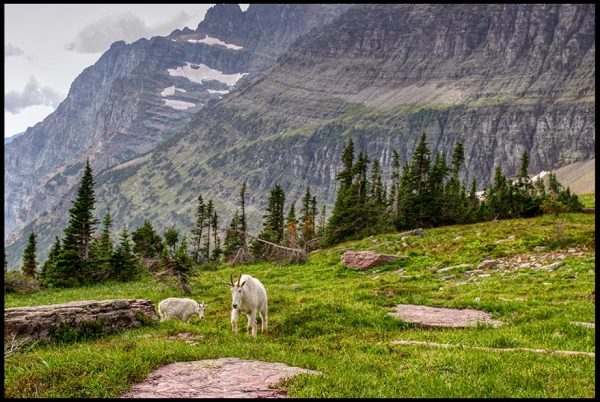 Mountain Goats walk in a high mountain meadow near the Hidden Lake Overlook in Glacier National Park, Montana and Psalm 36:6 Bible on you preserve man and beast