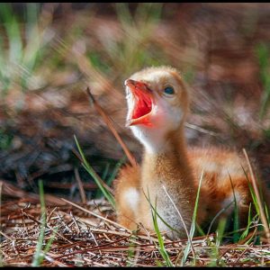A small sandy brown sandhill crane chick chirping in Moss Park, Central Florida Psalm 40:3-4a for a Bible Verse of the Day: Sing your new song