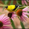 Yellow goldfinch on purple coneflowers, Sarpy County, Nebraska and Song of Solomon 6:10 for Bible Verse of the Day: Yellow goldfinch on purple coneflowers, Sarpy County, Nebraska and Song of Solomon 6:10 bible verse of the day like the dawn