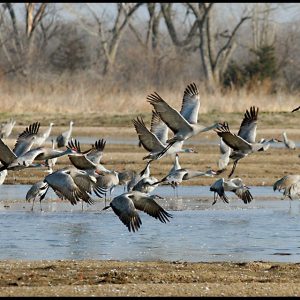 A flock of sandhill cranes take flight from the Platte River, Central Nebraska. Bible verse of the day Philippians 4:4-6 Rejoice always