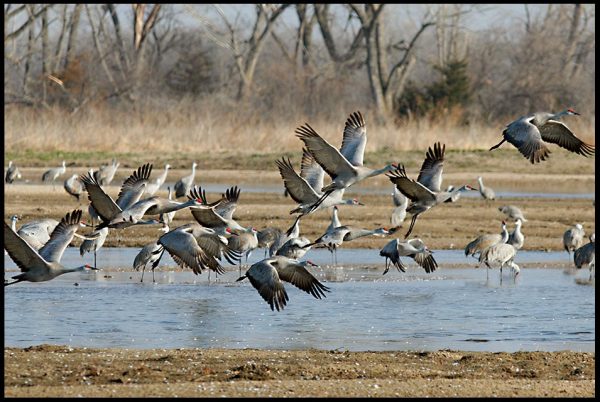 A flock of sandhill cranes take flight from the Platte River, Central Nebraska. Bible verse of the day Philippians 4:4-6 Rejoice always