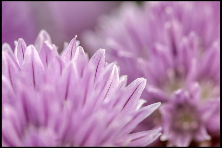 Purple chive blossom in chive garden, Eastern Nebraska and Psalm 51:10. Bible verse about clean heart