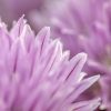 Purple chive blossom in chive garden, Eastern Nebraska and Psalm 51:10. Bible verse about clean heart