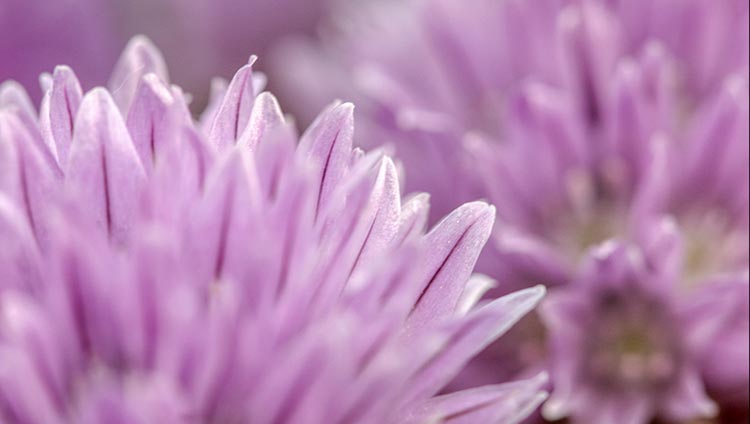 Purple chive blossom in chive garden, Eastern Nebraska and Psalm 51:10. Bible verse about clean heart