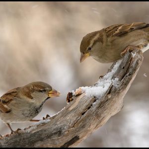 A Pair of Tree Sparrows Feeding, Bellevue, Nebraska and Bible verse Matthew 10:29-31 Are not two sparrows sold for a penny