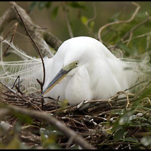 A white great egret on a nest, Central Florida.  Bible Verse of the Day Psalm 91:4 under His wings