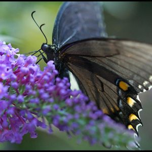 Black swallowtail butterfly on a purple butterfly bush, Eastern Nebraska and John 1:3 bible verse all things came into being