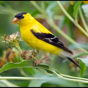 Male American goldfinch eating seeds dry flower heads, Eastern Nebraska. Bible Verse of the Day: I John 3:1-2a and our identity in Christ