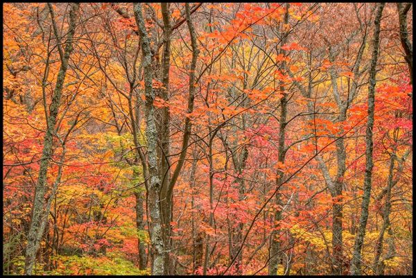 Trees displaying red, yellow, purple and orange fall colors along the Rainbow Falls Trail, Great Smoky Mountains National Park, Tennessee. and Bible verse Psalm 81:1-2 rise a song