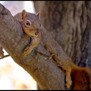 Squirrel resting in an Oak Tree, Bellevue, Nebraska. Find Rest in the LORD. Psalm 37:7 Bible Verse of the Day