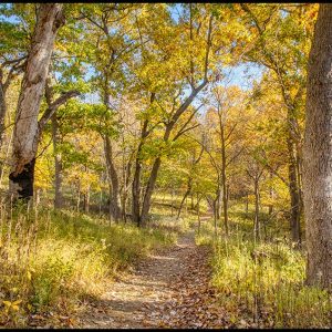 A path of peace, trail 3 in Indian Cave State Park, Nebraska through yellow fall colors on trees on a autumn day. John 20:21 Bible verse