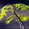 A new oak branch with fresh spring eaves, Bellevue Nebraska. Bible Verse of the Day Christmas Hymn Series: Jeremiah 23:5 Righteous Branch of david and Jesse