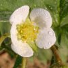 Verse of the Day and nature photo of a white and yellow strawberry blossoms, Eastern Nebraska and James 3:17-18.