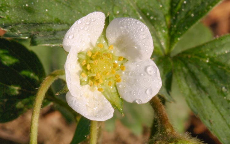 Verse of the Day and nature photo of a white and yellow strawberry blossoms, Eastern Nebraska and James 3:17-18.