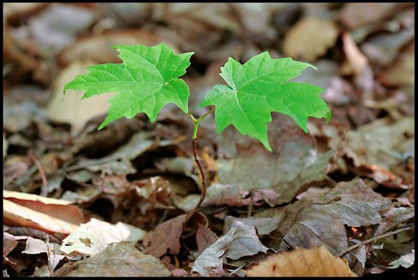 A new maple tree sapling rising up from the floor of the woods, Emery Park, South Wales, New York and John 11:25 and bible verse I am resurrection and life