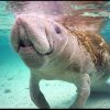 A manatee surfaces in shallow water as winters in the springs of the Crystal River, Florida. Bible Verse of the Day: Psalm 146:5-6 wonders of the sea