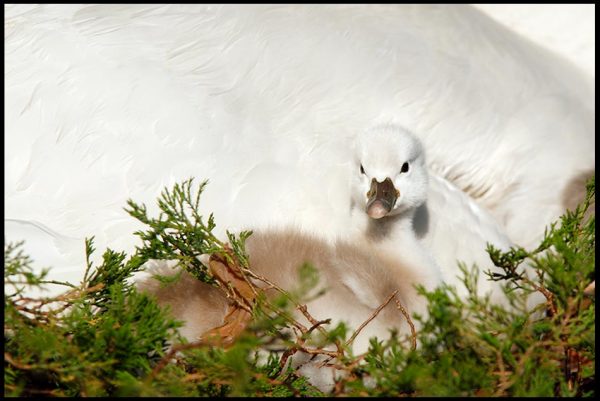 Newly hatched swan brown and white cygnet ( swan chick) snuggled next to it's mother in a nest, Eastern Nebraska and Bible verse Psalm 145:18-19 God Remains near