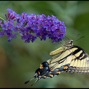 A yellow tiger swallow tail on a purple butterfly bush, Bellevue, Nebraska and James 4:10. “Humble yourself