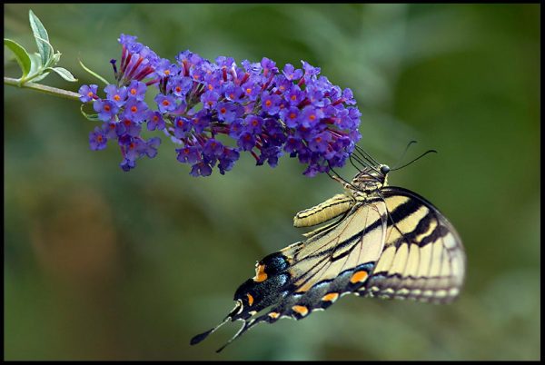 A yellow tiger swallow tail on a purple butterfly bush, Bellevue, Nebraska and James 4:10. “Humble yourself