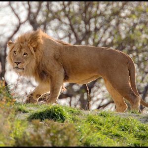 A young male African Lion walks across a hill
