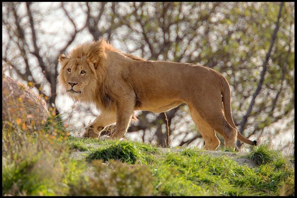 A young male African Lion walks across a hill