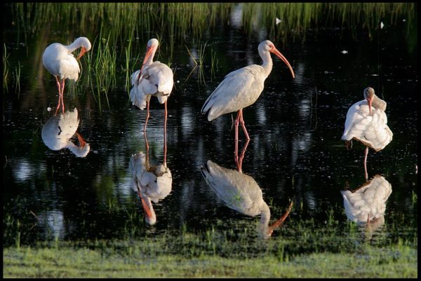 Four white ibis and their refections in pool of water caused by heavy rains, Central Florida and Nehemiah 9:5b Bible verse glorious.
