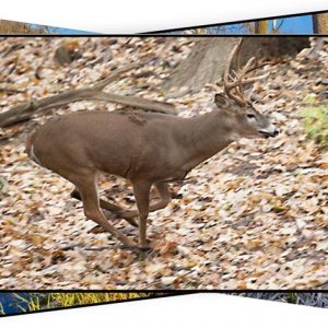Photography coaching four sessions Motor Drive Package Running whitetail deer