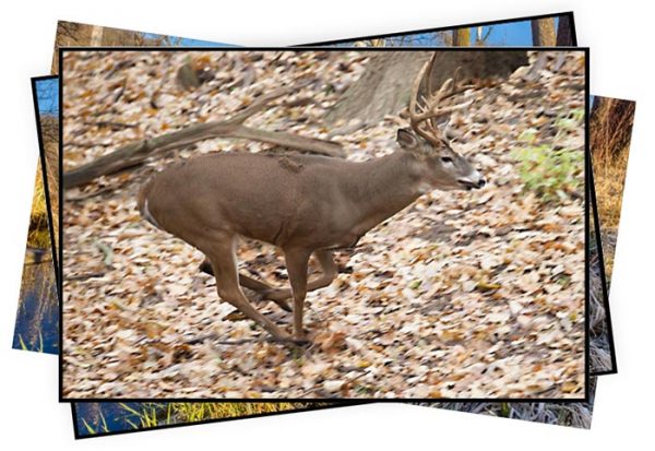 Photography coaching four sessions Motor Drive Package Running whitetail deer
