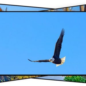 Photography coaching one session the high speed multi-frame Bald eagle in flight