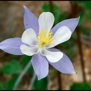 Purple columbine flower in Rocky Mountain National Park, Colorado and John 15:13-14 Bible verse on no greater love