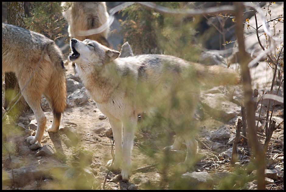 Howling wolf howls on a rock behind trees. Psalm 33:2- bible verse 3. sing a new song. Lee G Simmons safari park, Ashland, Nebraska