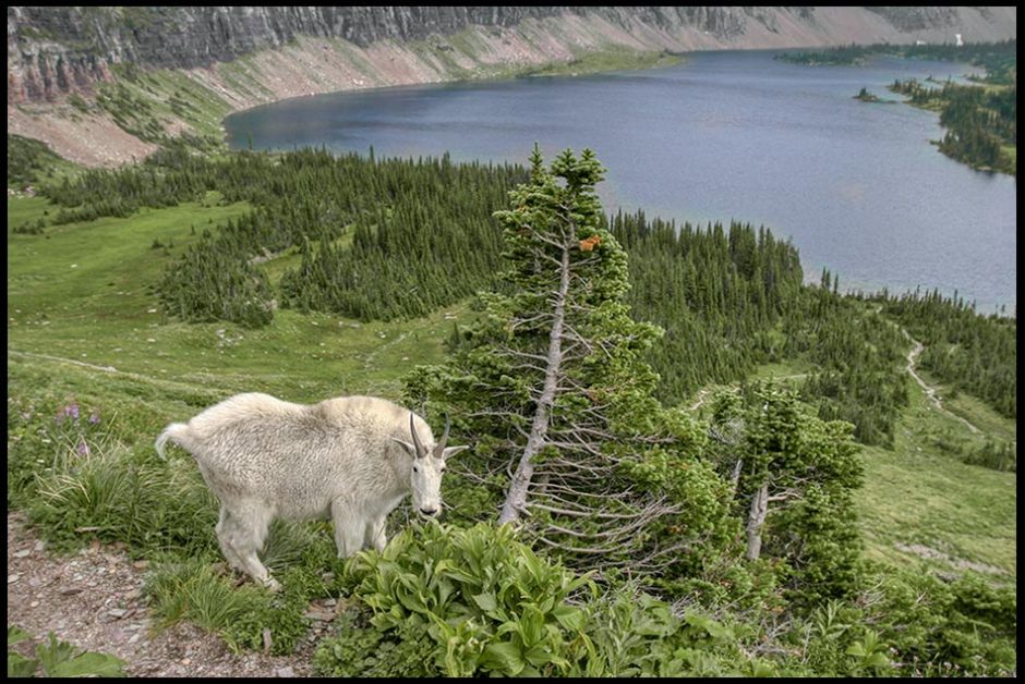 Mountain goat billy above Hidden Lake, Glacier National Park, Montana and Habakkuk 3:19. like hinds feet Bible verse