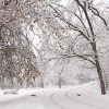 A pair of squirrels run across a road under snow tress at Seymour Smith Park, Omaha Nebraska and bible verse Psalm 25:10, God's humble paths