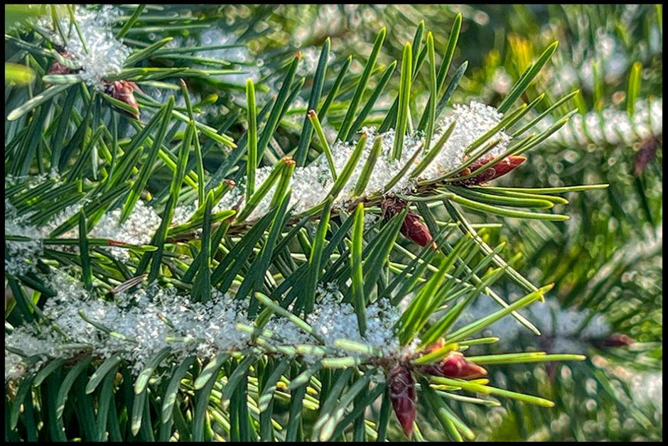 Snow on pine/fir tree branch with snow on it, Washington County Nebraska. Bible Verse of the Day Christmas Hymn Series: Jeremiah 23:5 Righteous Branch of david and Jesse