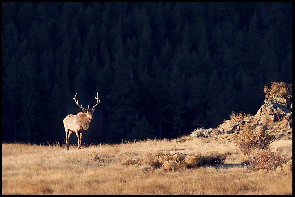 A bulk elk with a full rack walks across Moraine Park at Sunrise in Rocky Mountain National Park, Colorado and 1 John 1:7-9 bible verse about god's light