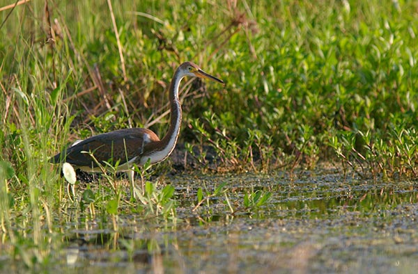 A tricolored heron wading in the shallows of a pond while hunting. It's important to enjoy our time in nature while photographing it.